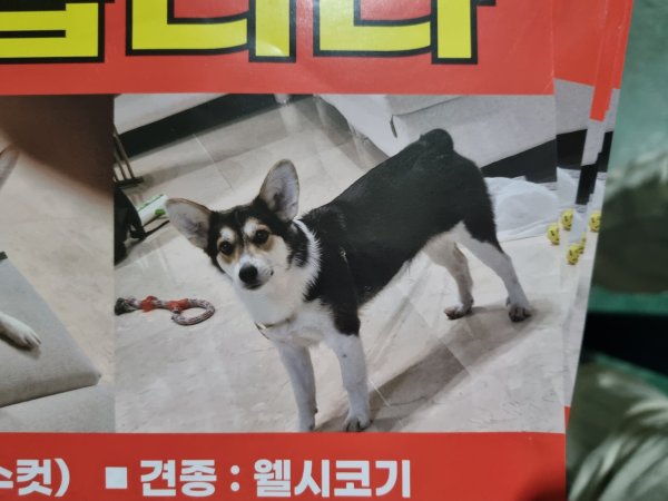 강아지를 찾습니다 강아지실종신고,보호,목격신고 : 동물보호센터