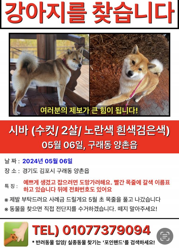 강아지를 찾습니다 강아지실종신고,보호,목격신고 : 동물보호센터