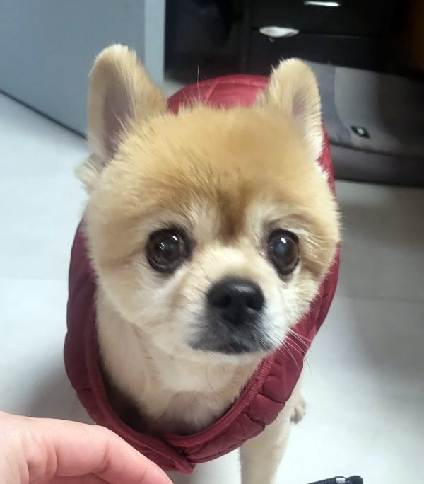 강아지를 찾습니다 강아지실종신고,보호,목격신고 : 동물보호센터