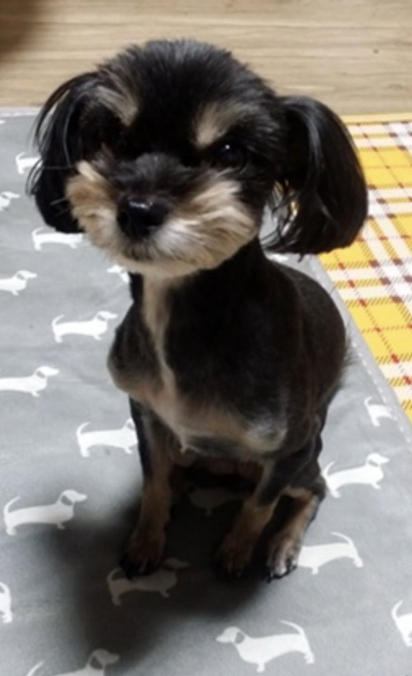 강아지를 찾습니다 강아지실종신고,보호,목격신고 : 동물보호센터