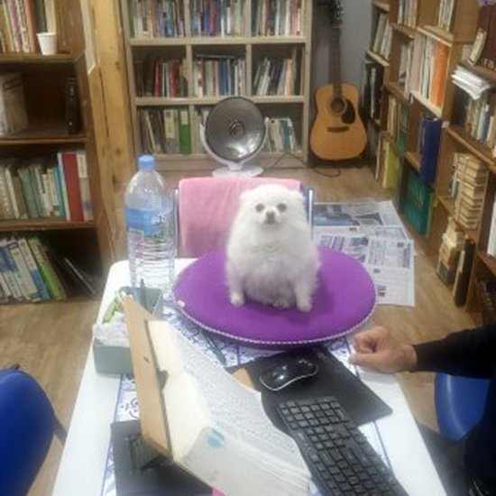 강아지를 찾습니다 강아지실종신고,보호,목격신고 : 동물보호센터