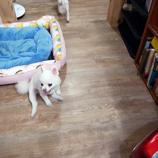 강아지를 찾습니다 강아지실종신고,보호,목격신고 : 동물보호센터