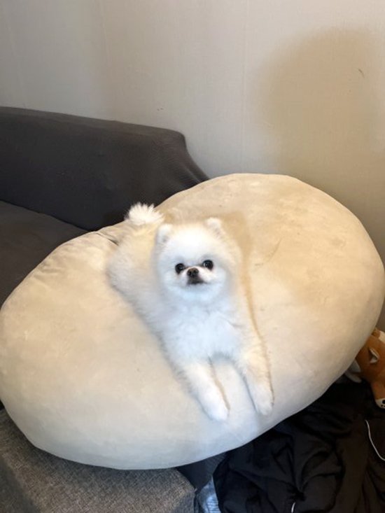 강아지를 찾습니다 강아지실종신고,보호,목격신고 : 동물보호센터