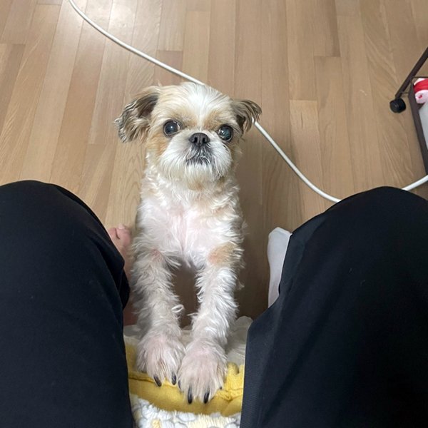 강아지를 찾습니다 강아지실종신고,보호,목격신고 : 동물보호센터