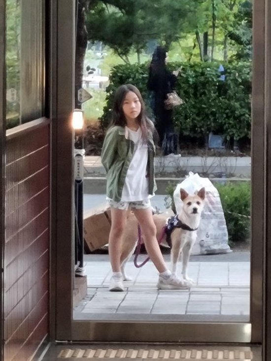 강아지를 찾습니다, 믹스견, 진도 테리어 등, 암컷, 1살, 서울특별시 강북구 수유청수점 세븐일레븐 다드림7차빌라 근처에서 실종 강아지를... 