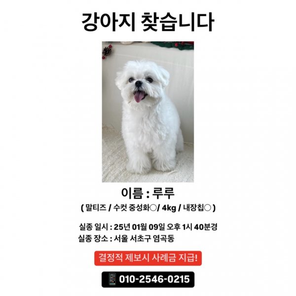 강아지를 찾습니다 강아지실종신고,보호,목격신고 : 동물보호센터