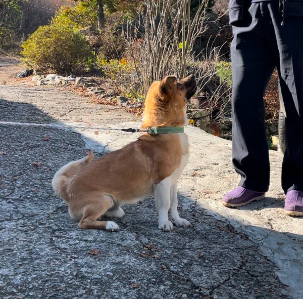 강아지를 찾습니다 강아지실종신고,보호,목격신고 : 동물보호센터