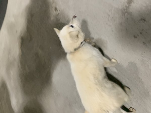 강아지를 찾습니다 강아지실종신고,보호,목격신고 : 동물보호센터