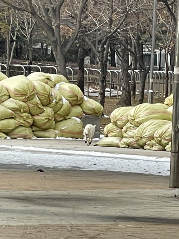 강아지를 찾습니다 강아지실종신고,보호,목격신고 : 동물보호센터