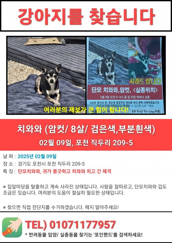 강아지를 찾습니다 강아지실종신고,보호,목격신고 : 동물보호센터