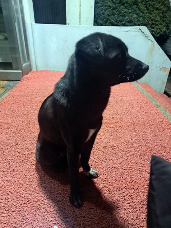 강아지를 찾습니다 강아지실종신고,보호,목격신고 : 동물보호센터