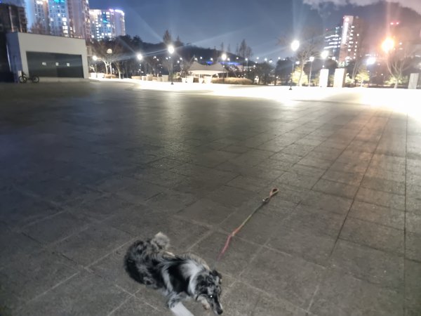강아지를 찾습니다 강아지실종신고,보호,목격신고 : 동물보호센터