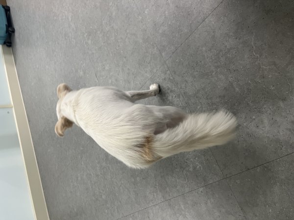 강아지를 찾습니다 강아지실종신고,보호,목격신고 : 동물보호센터