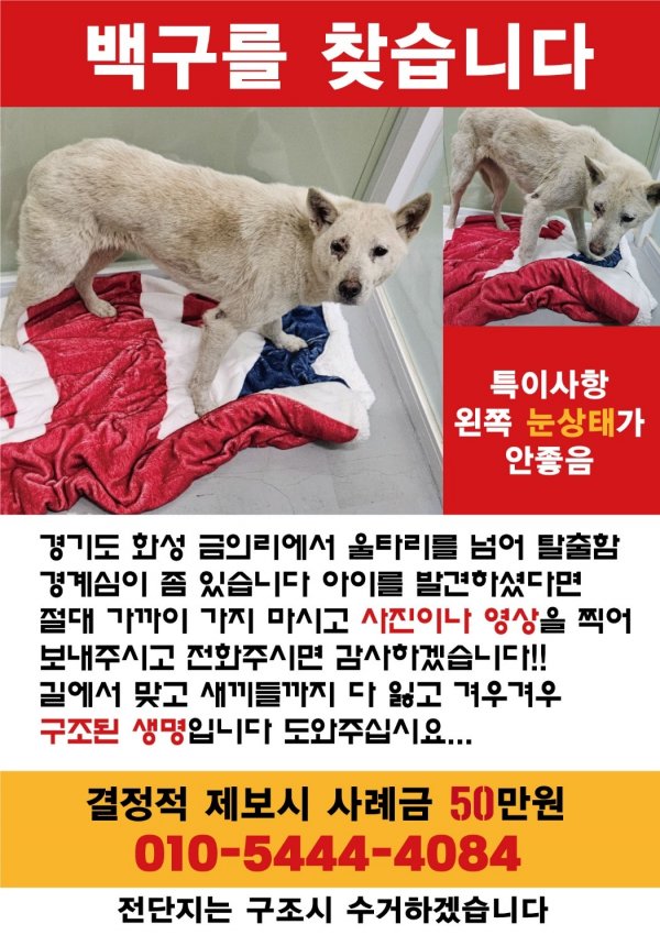 강아지를 찾습니다 강아지실종신고,보호,목격신고 : 동물보호센터