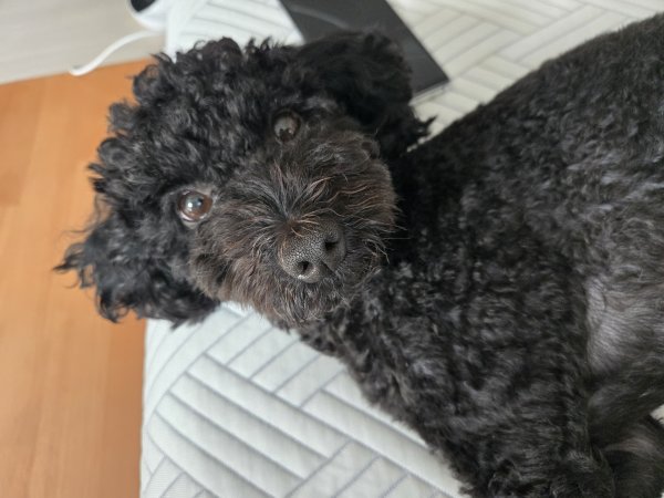 강아지를 찾습니다 강아지실종신고,보호,목격신고 : 동물보호센터