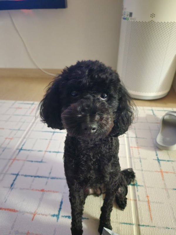 강아지를 찾습니다 강아지실종신고,보호,목격신고 : 동물보호센터