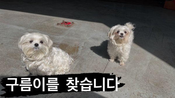 강아지를 찾습니다 강아지실종신고,보호,목격신고 : 동물보호센터