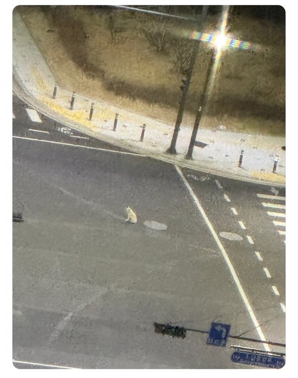 강아지를 찾습니다 강아지실종신고,보호,목격신고 : 동물보호센터