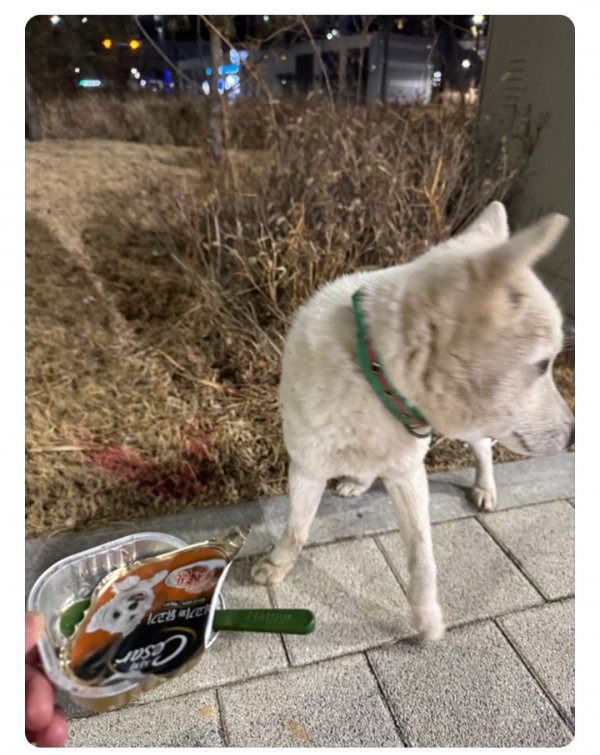 강아지를 찾습니다 강아지실종신고,보호,목격신고 : 동물보호센터