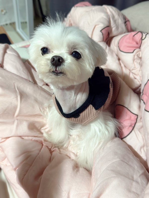 강아지를 찾습니다 강아지실종신고,보호,목격신고 : 동물보호센터