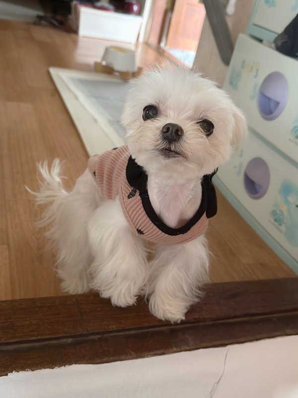 강아지를 찾습니다 강아지실종신고,보호,목격신고 : 동물보호센터