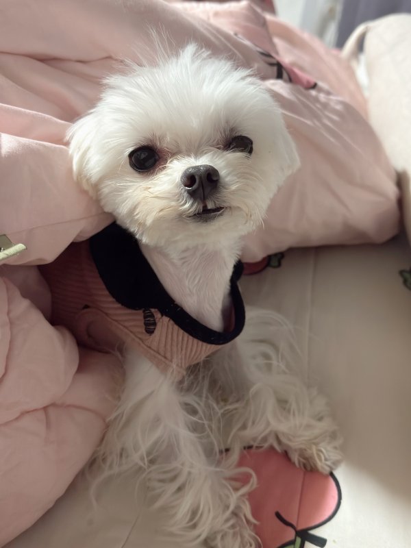 강아지를 찾습니다 강아지실종신고,보호,목격신고 : 동물보호센터