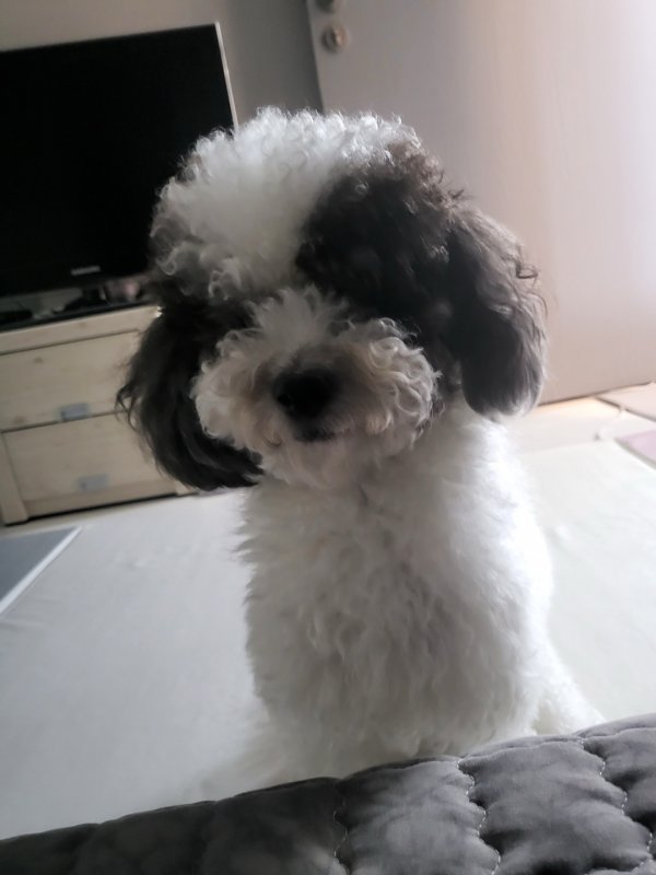 강아지를 찾습니다 강아지실종신고,보호,목격신고 : 동물보호센터