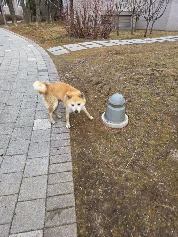 강아지를 찾습니다 강아지실종신고,보호,목격신고 : 동물보호센터