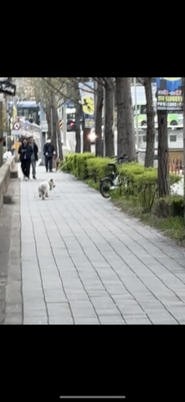 강아지를 찾습니다 강아지실종신고,보호,목격신고 : 동물보호센터