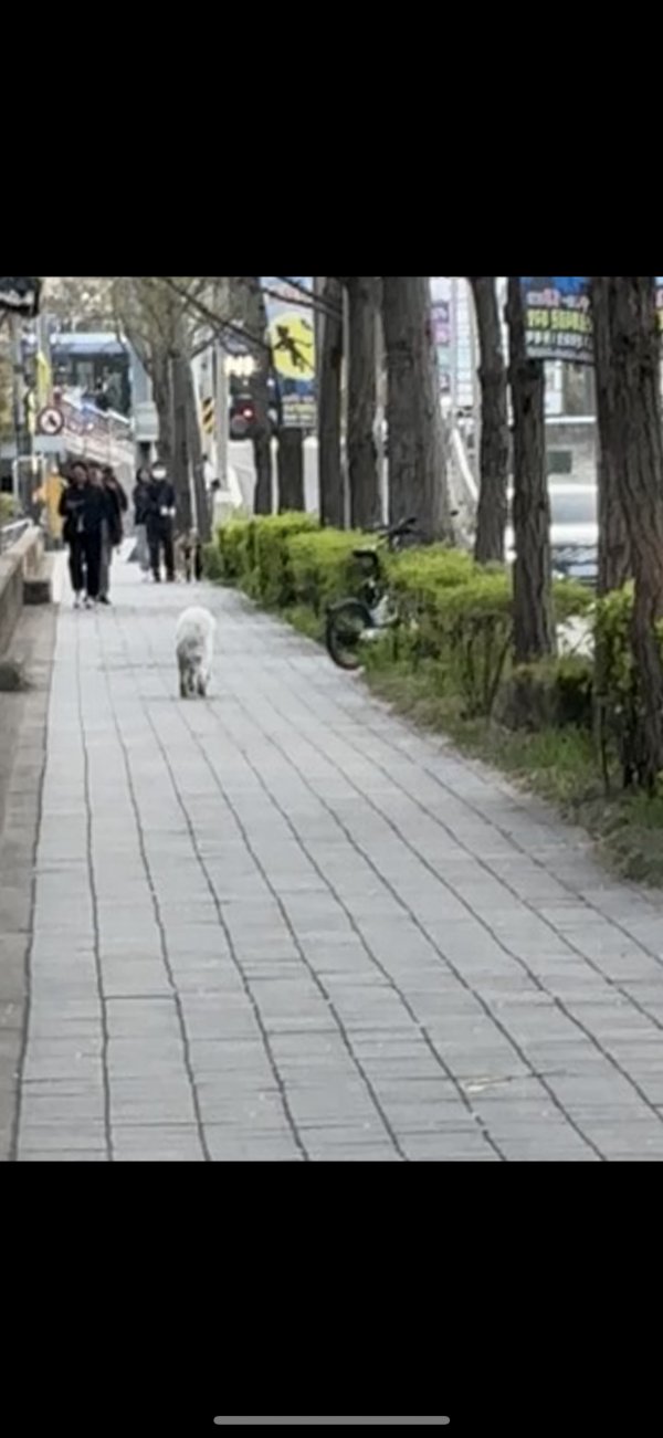 강아지를 찾습니다 강아지실종신고,보호,목격신고 : 동물보호센터