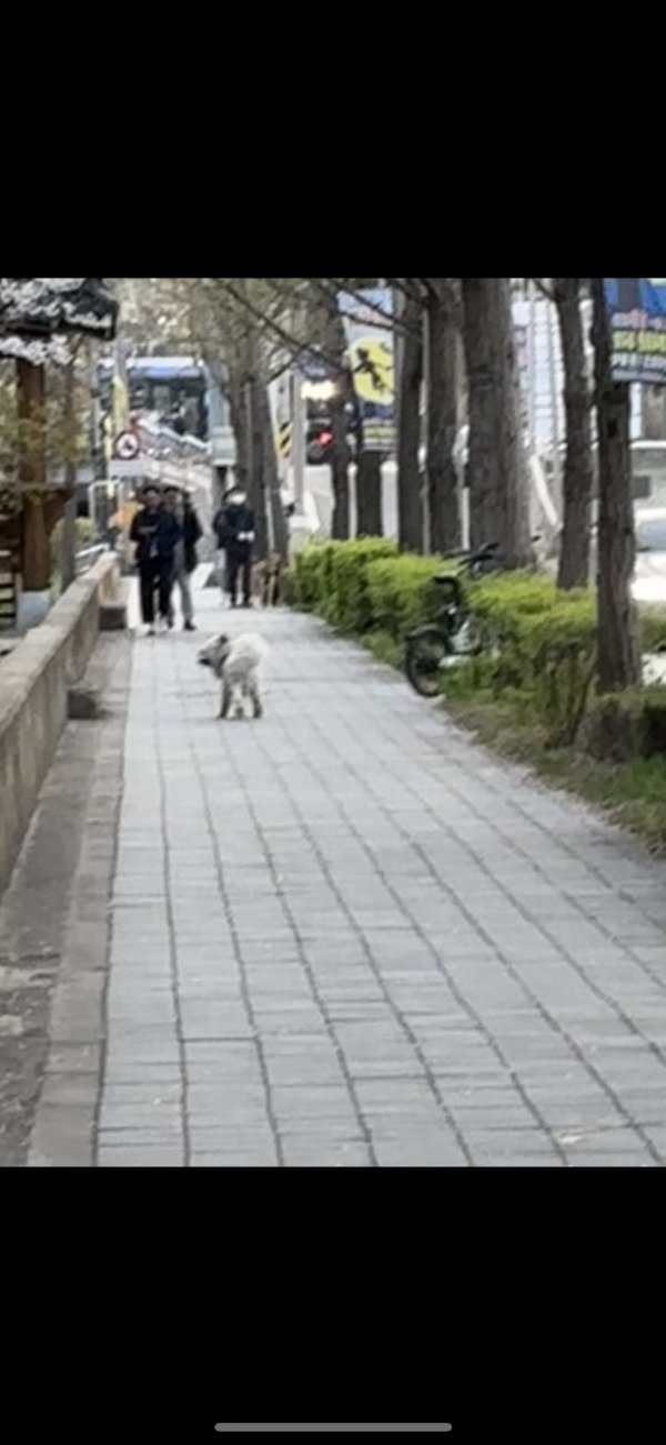 강아지를 찾습니다 강아지실종신고,보호,목격신고 : 동물보호센터