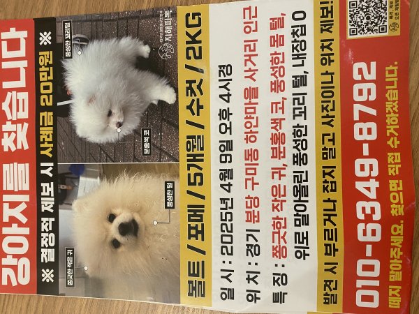 강아지를 찾습니다 강아지실종신고,보호,목격신고 : 동물보호센터