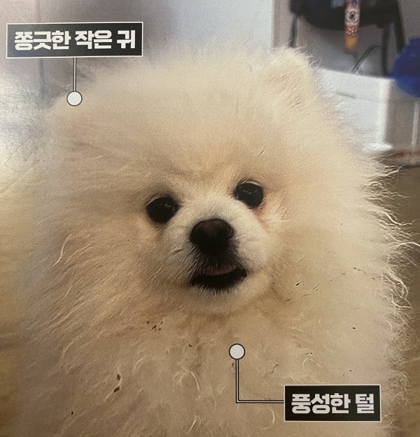 강아지를 찾습니다 강아지실종신고,보호,목격신고 : 동물보호센터