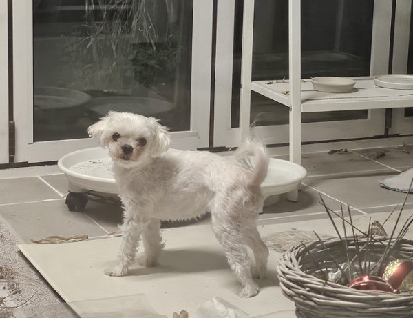 강아지를 찾습니다 강아지실종신고,보호,목격신고 : 동물보호센터