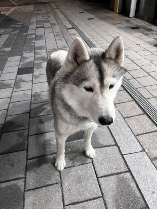 강아지를 찾습니다 강아지실종신고,보호,목격신고 : 동물보호센터