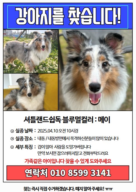 강아지를 찾습니다 강아지실종신고,보호,목격신고 : 동물보호센터