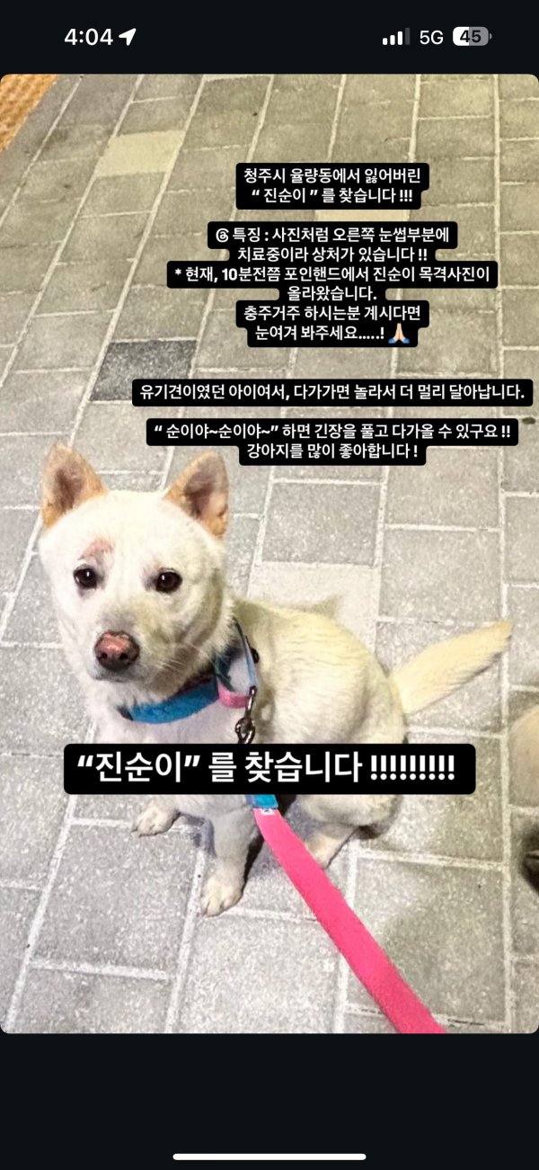 강아지를 찾습니다 강아지실종신고,보호,목격신고 : 동물보호센터
