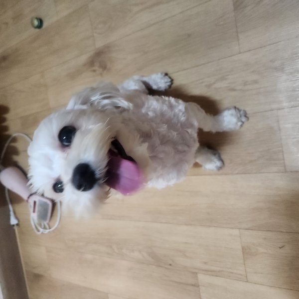 강아지를 찾습니다 강아지실종신고,보호,목격신고 : 동물보호센터