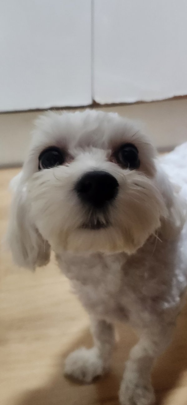 강아지를 찾습니다 강아지실종신고,보호,목격신고 : 동물보호센터
