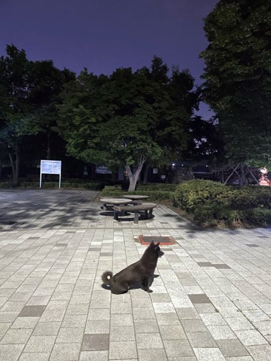 강아지를 찾습니다 강아지실종신고,보호,목격신고 : 동물보호센터