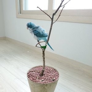 잃어버린 동물을 찾습니다 분실동물 전단지