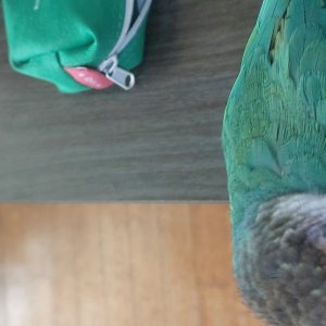 잃어버린 동물을 찾습니다 분실동물 전단지