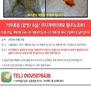 잃어버린 동물을 찾습니다 앵무새 서울특별시 구로구