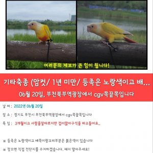 실종동물 조류 경기도 부천시 원미구