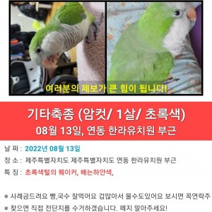 잃어버린 동물을 찾습니다 앵무새 제주특별자치도 제주시