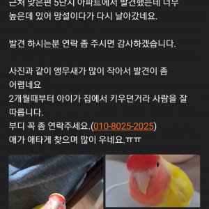 잃어버린 동물을 찾습니다 조류 전라북도 전주시 완산구