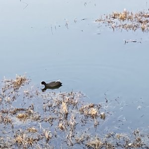 목격동물 조류 경상남도 진주시