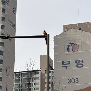 목격동물 조류 경기도 남양주시