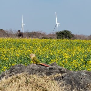 실종동물 앵무새 제주특별자치도 제주시