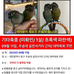 잃어버린 동물을 찾습니다 조류 대전광역시 동구